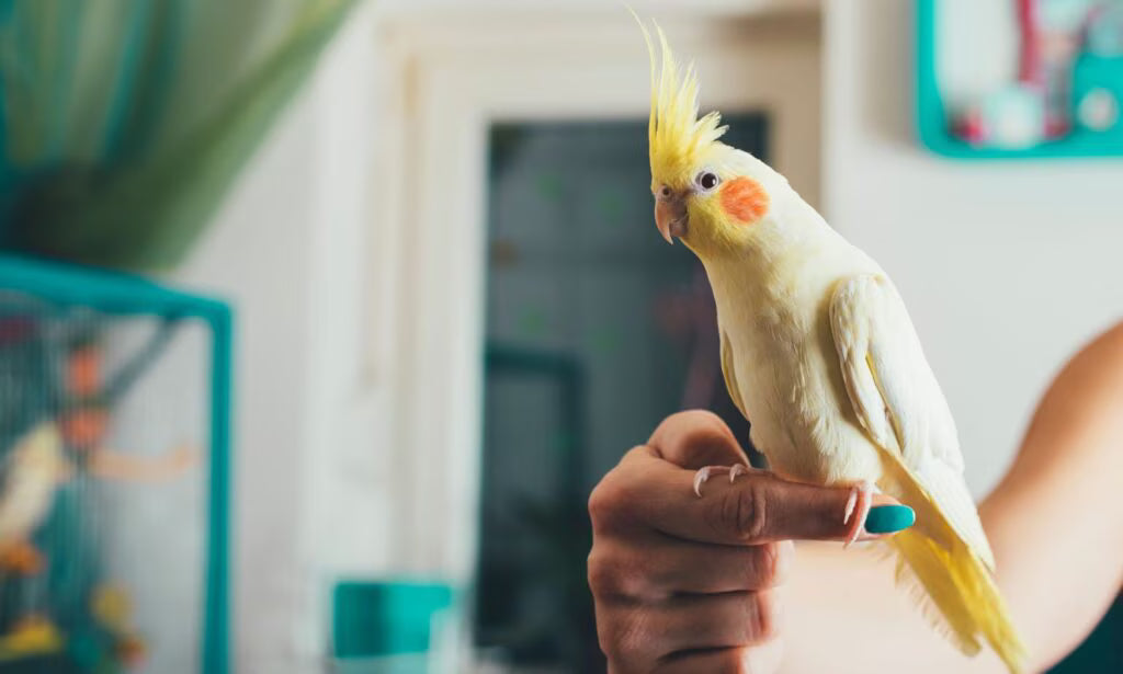 Avian Healthcare Guide: Essential Bird Care Tips for a Healthy, Happy Pet