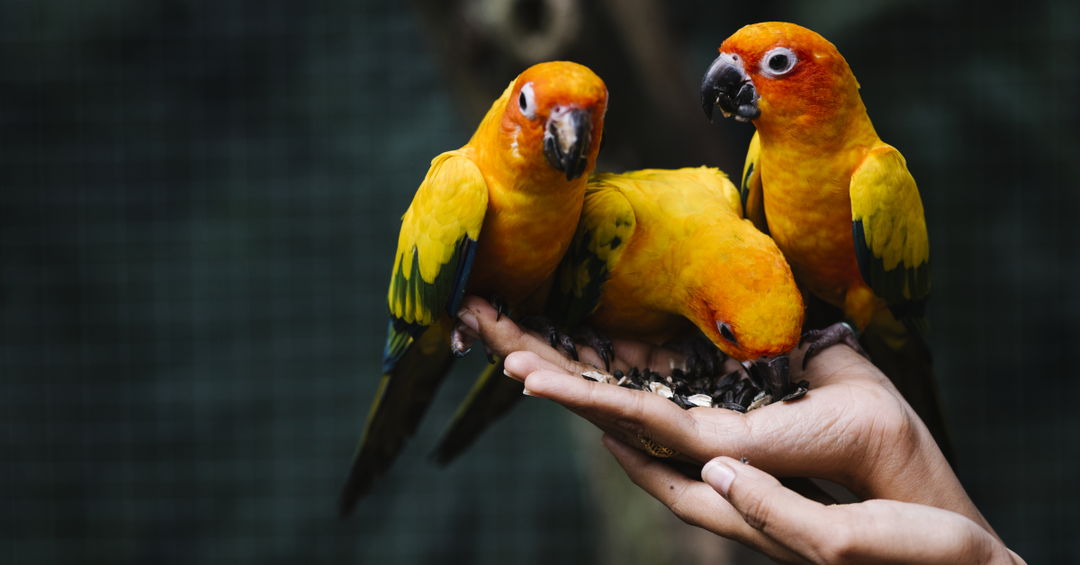 Antibiotic Resistance in Pet Birds: The Silent Threat Every Bird Owner Should Know