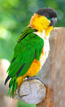Black-headed Caique