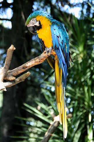 Blue and Gold Macaw