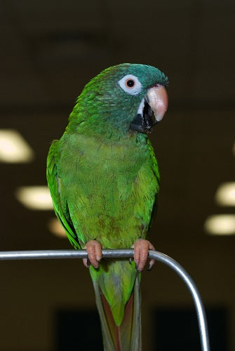 Blue-crowned Conure