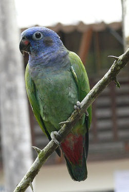 Blue-headed Pionus