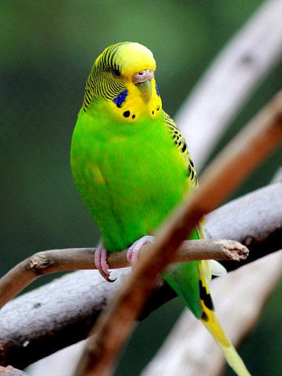 Budgerigar (Budgie)
