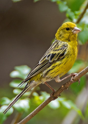 Canary