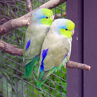 Celestial (Pacific) Parrotlets