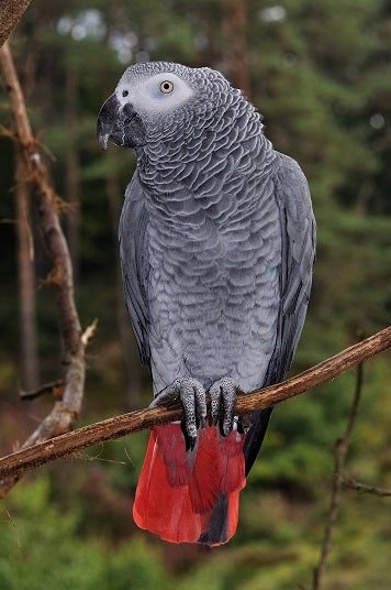 Congo African Grey Parrot