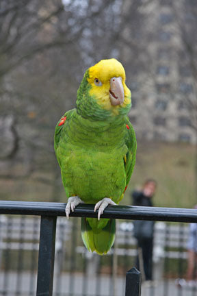 Double Yellow-headed Amazons