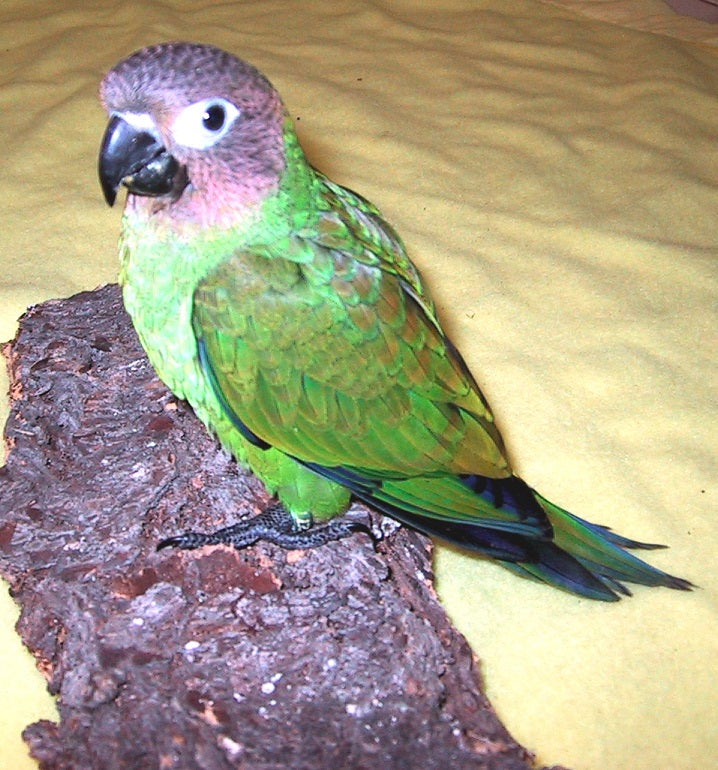 Dusky Conures