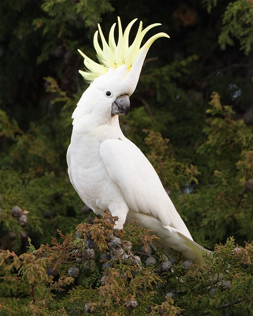 Eleanora Cockatoo