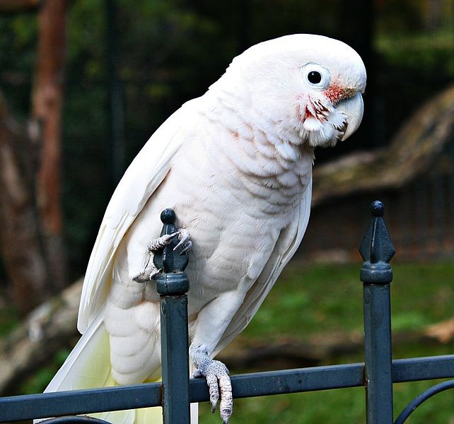 Goffin's Cockatoos