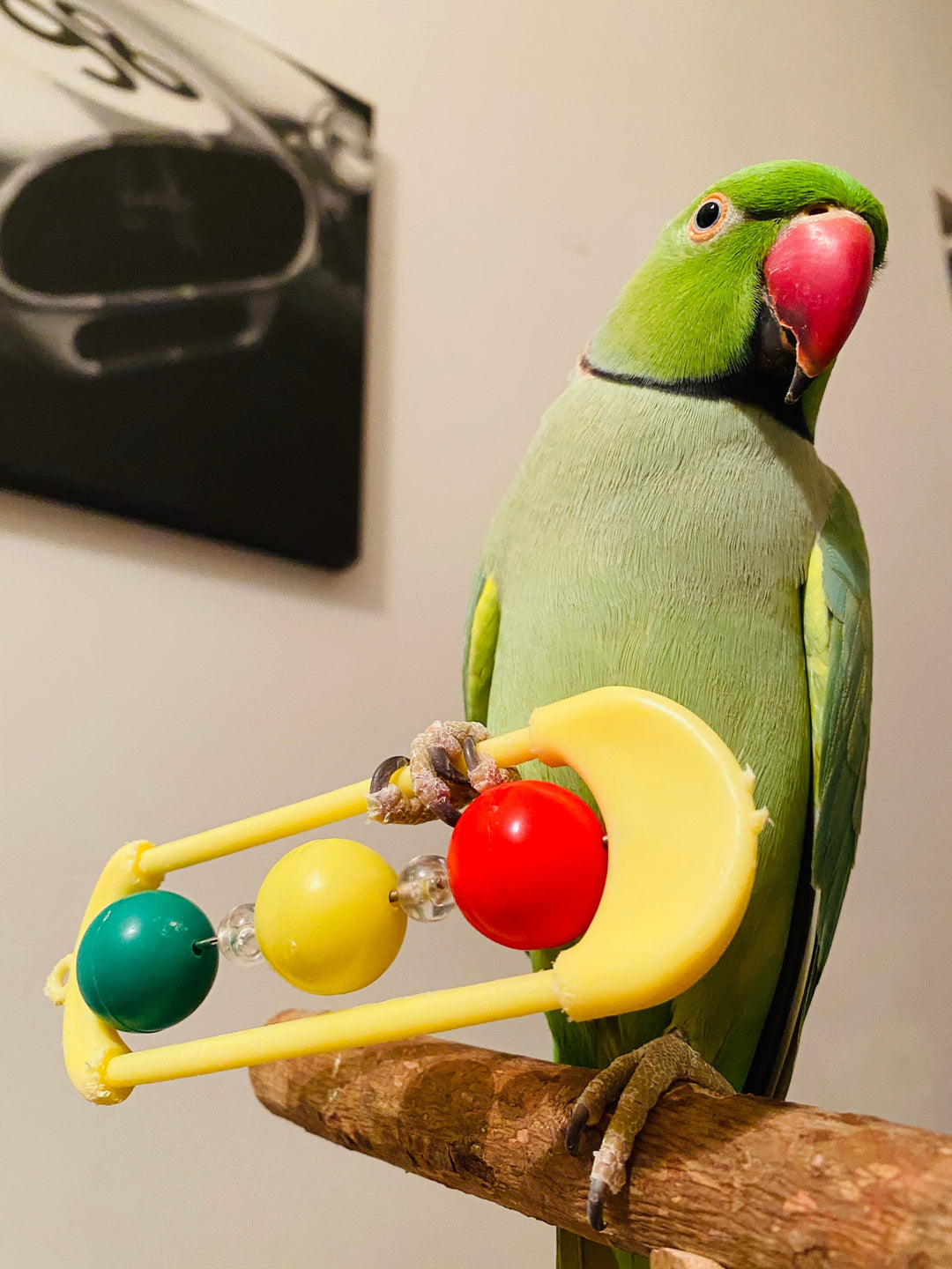 Which Toys Help Reduce Stress and Anxiety in Pet Birds?