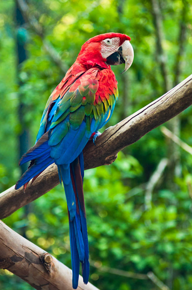 Green-winged Macaw