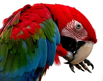 Grooming Your Bird