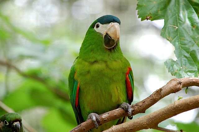 Hahn's Macaws