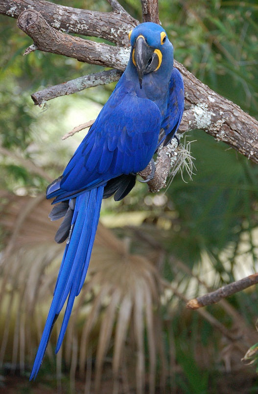 Hyacinth Macaw