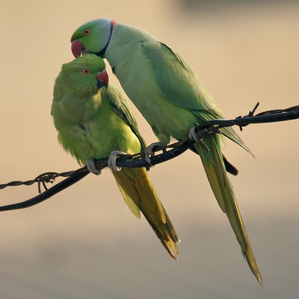 Indian Ring-necked Parakeet