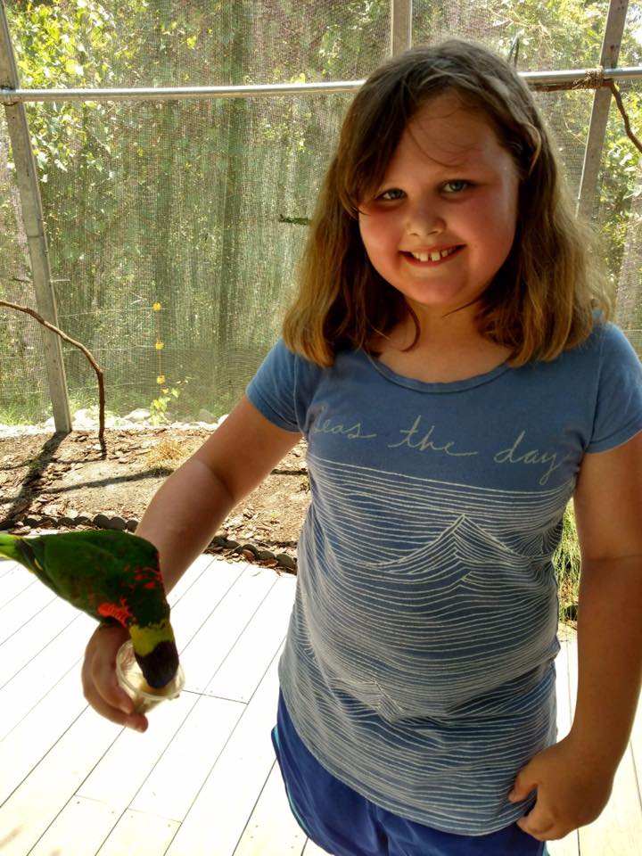 Introduction to Birds As Pets
