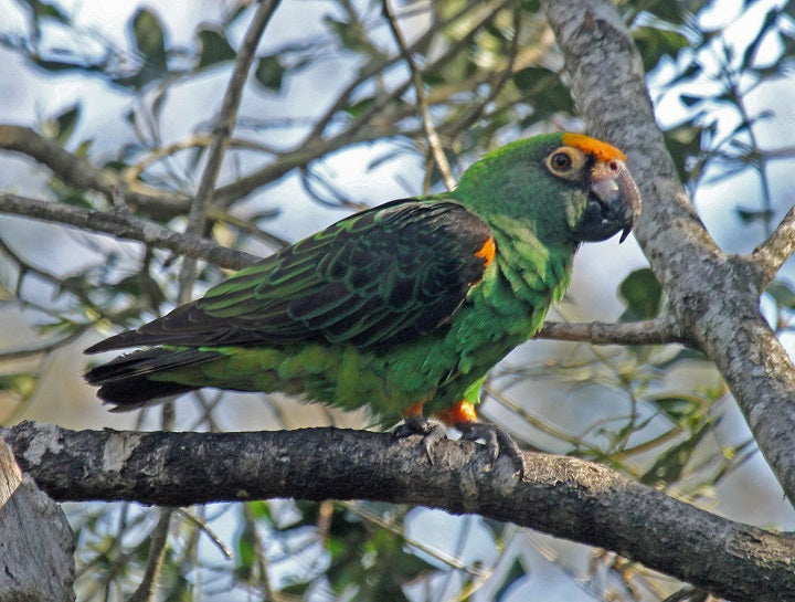 Jardine's Parrot