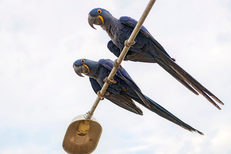 Light Up Your Bird's Life