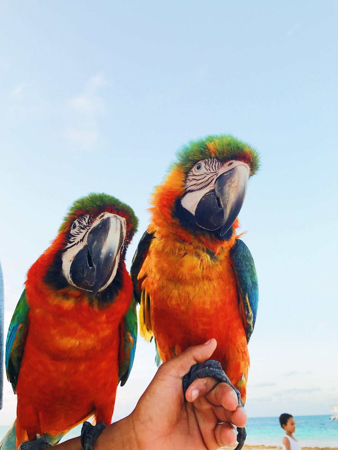 What is the best diet for parrots? Guide For New Parrot Parents
