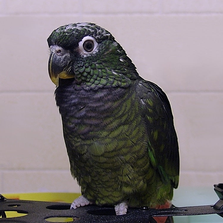 Maximillian's Pionus