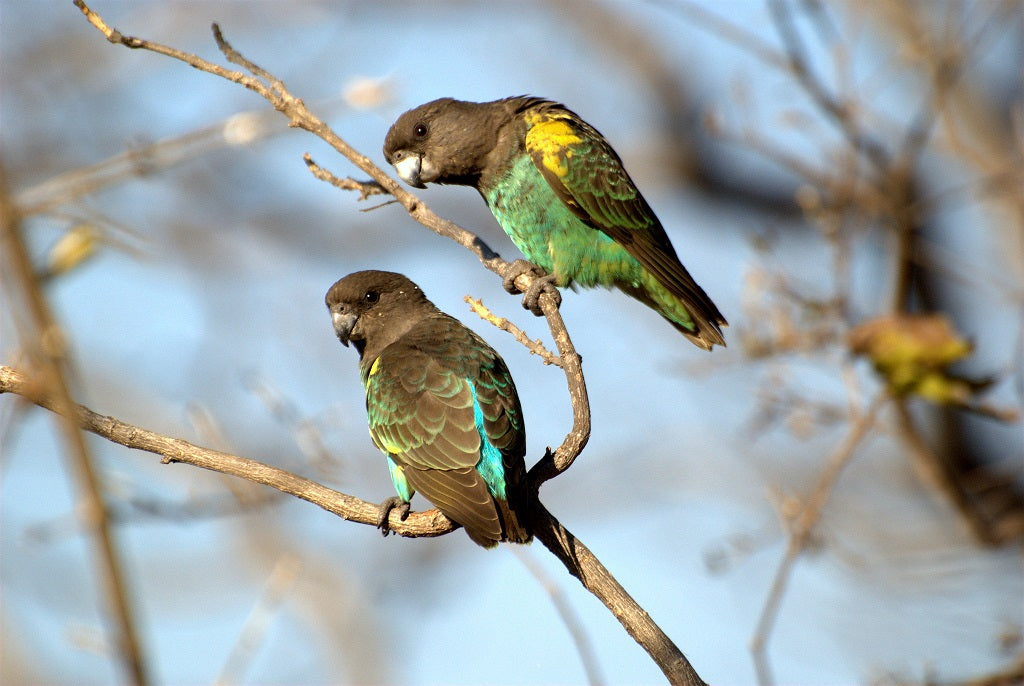 Meyer's Parrots