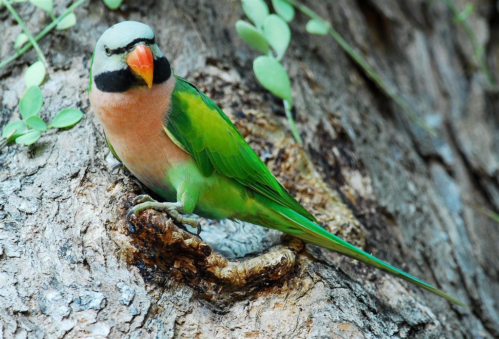 Moustached Parakeet