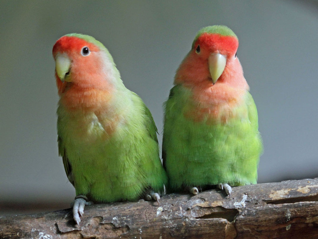 Peach-faced Lovebird