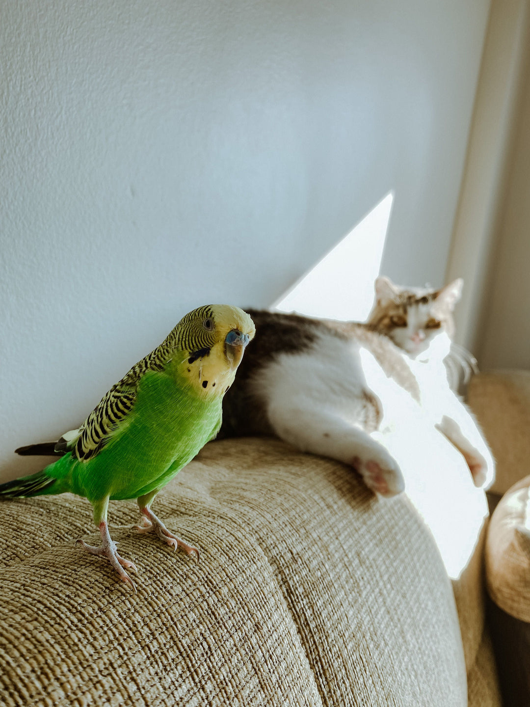 The Power of Bird Friendship: Why Companion Birds Need Friends Too