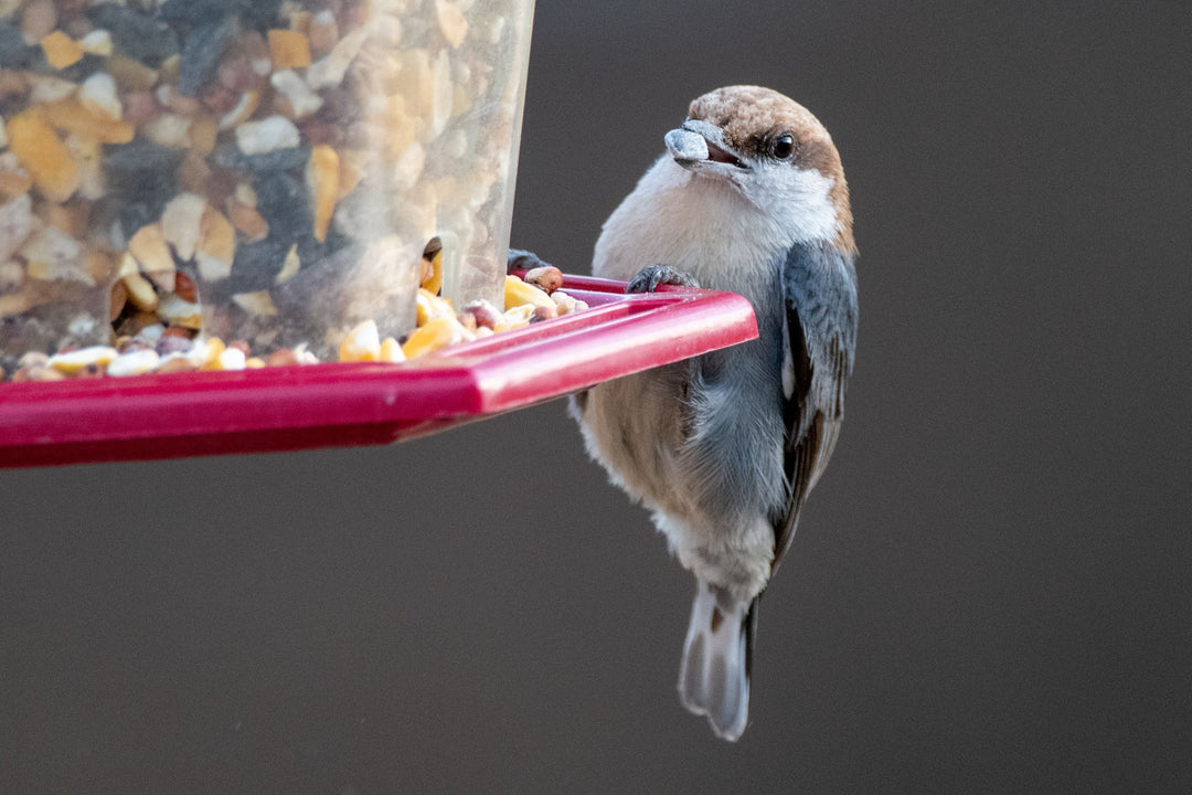 Why Every Bird Owner Needs an Avian Veterinarian