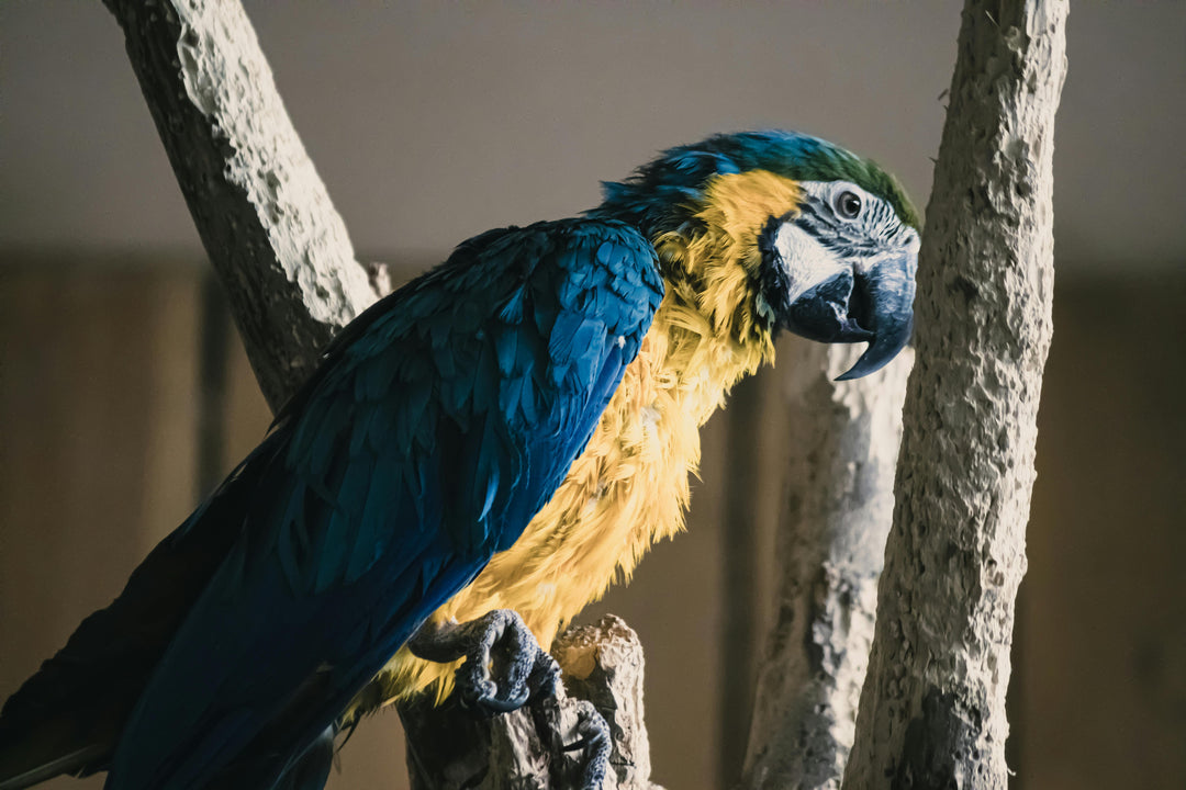 Pet Parrot Care Guide: Why Education and Commitment Matter Most