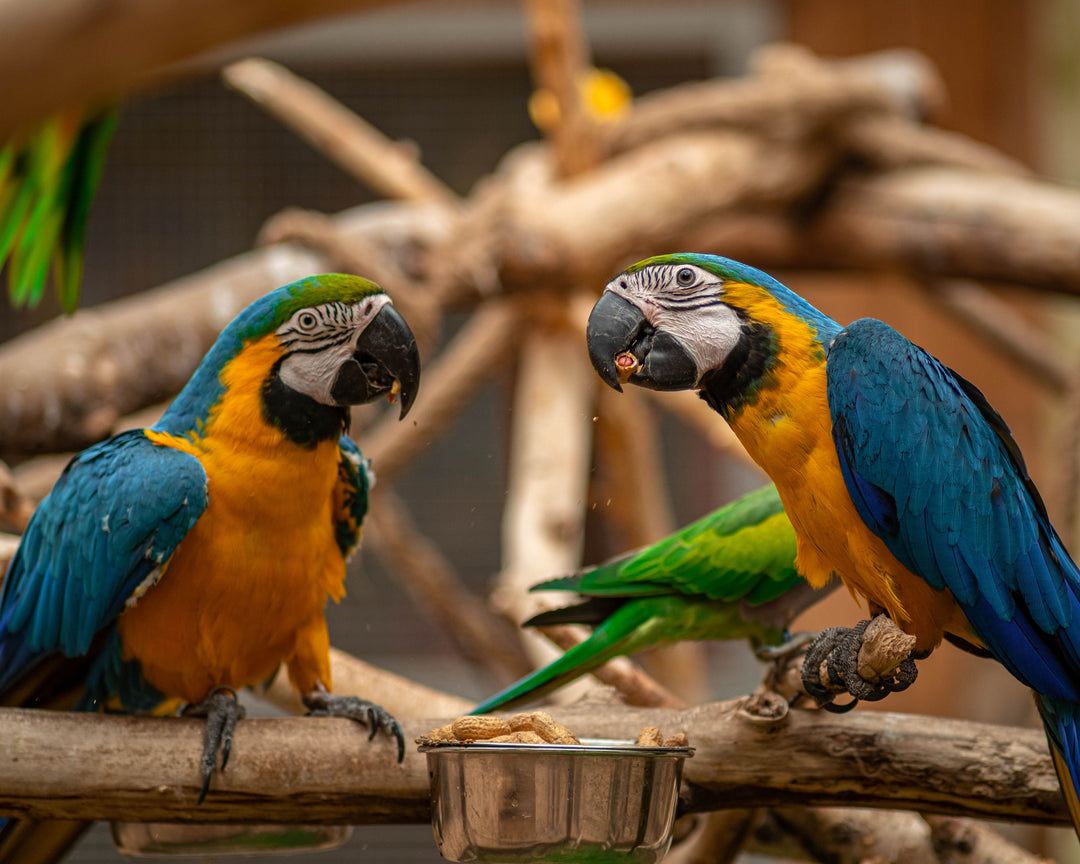 Why Does My Bird Destroy Everything? Understanding Chewing Behavior