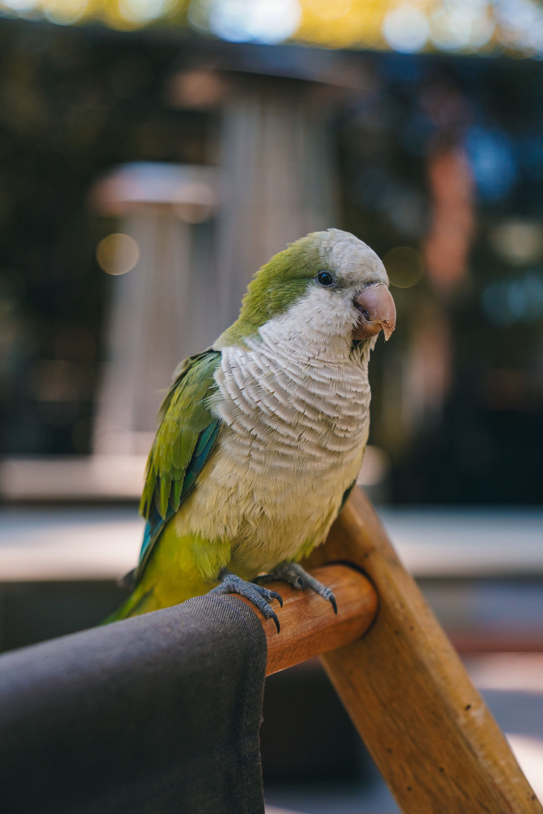 What Is Bird Cage Disinfection and Why Is It Important?
