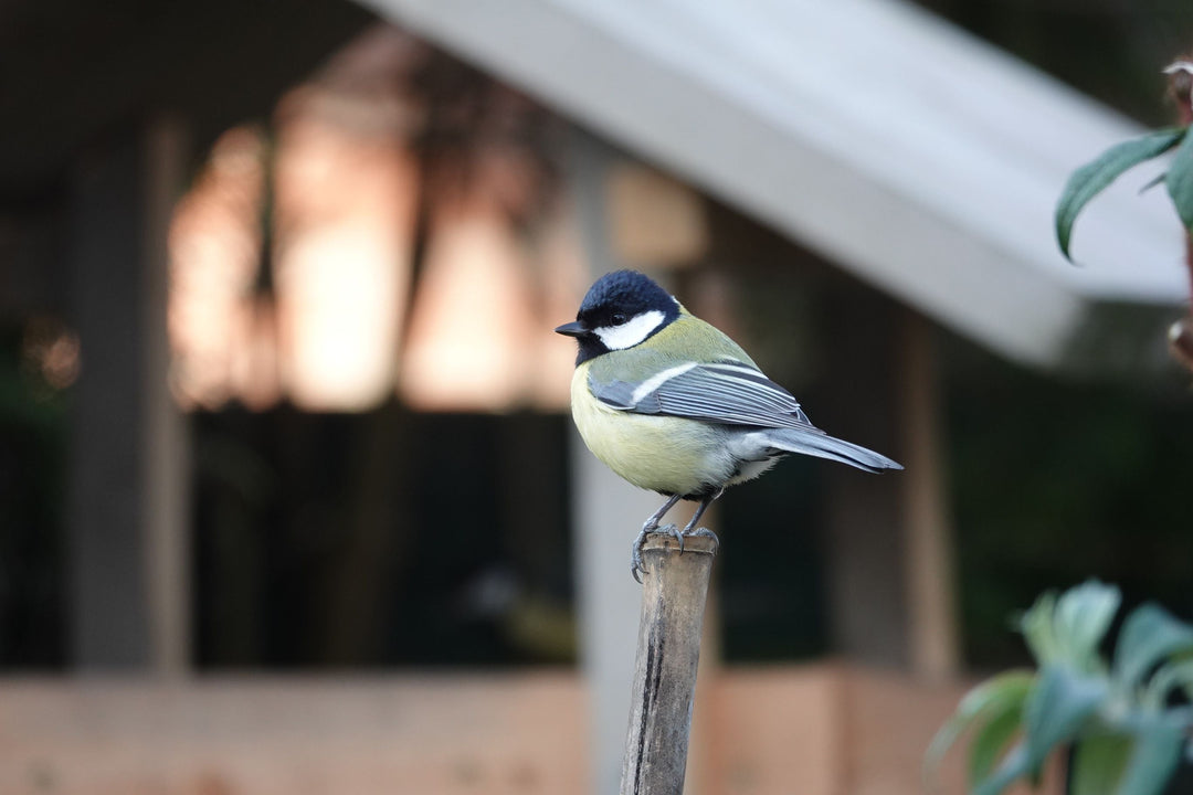 Things You Should Never Do for Your Pet Bird (And What to Do Instead)