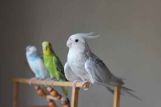 Why Pet Birds Make Wonderful Companions: A Complete Guide for First-Time Bird Owners
