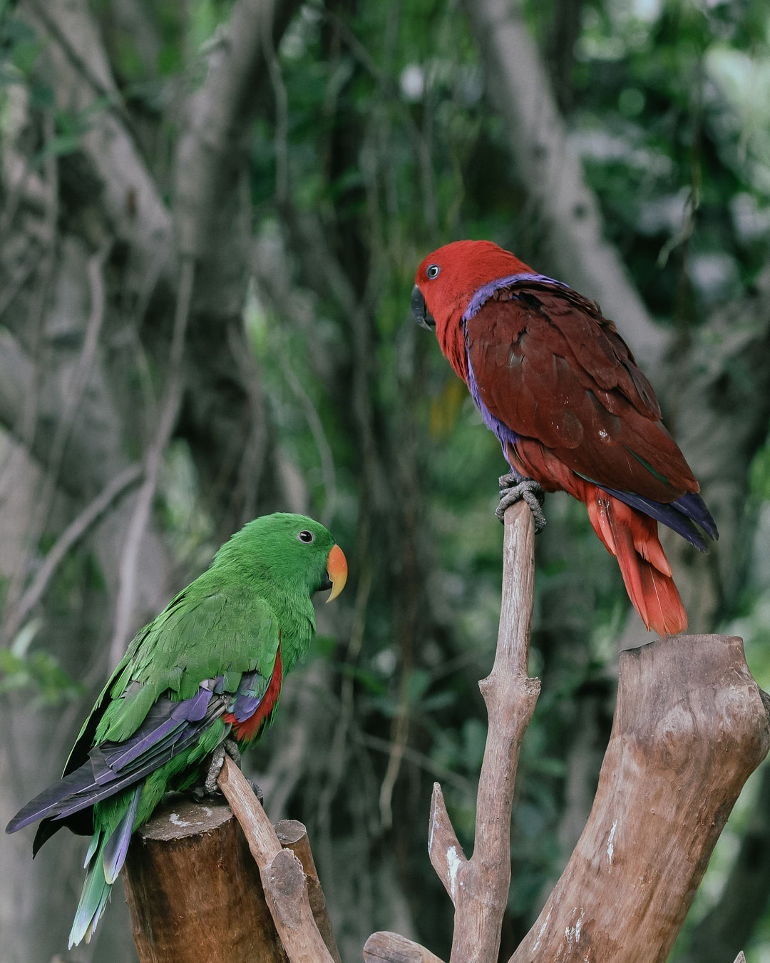 Aging in Parrots: Signs, Lifespan & Senior Bird Care