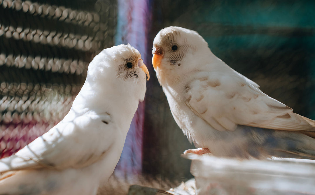 How to Potty Train Your Pet Bird: A Step-by-Step Guide for Cleaner, Happier Bonding