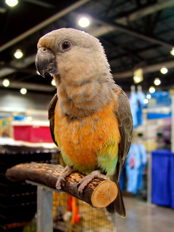 Red-bellied Parrot