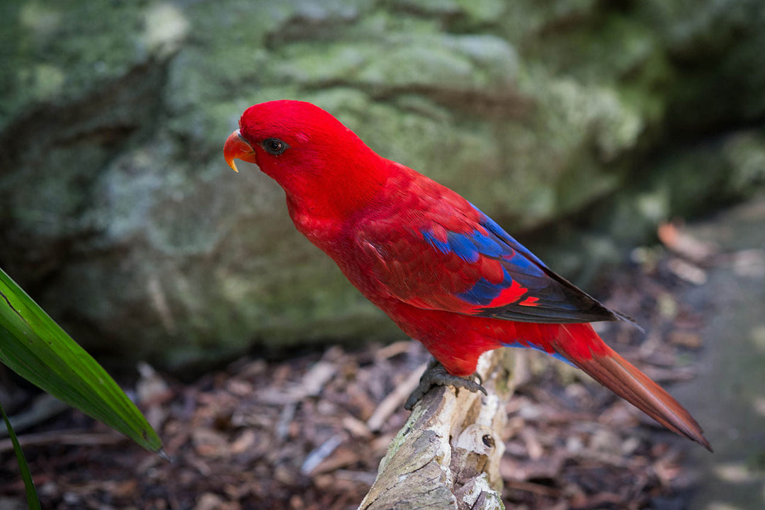 Red (Moluccan) Lory