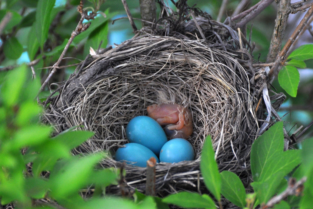 Chronic Egg Laying in Pet Birds: Causes, Risks, and How to Prevent It