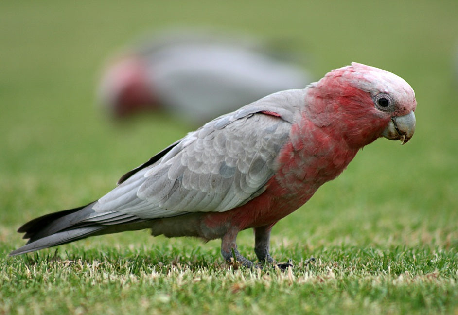 Also known as the galah cockatoo