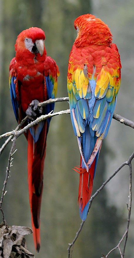 Scarlet macaw