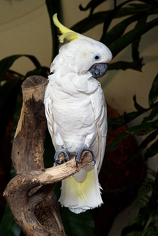Sulphur Crested Cockatoos