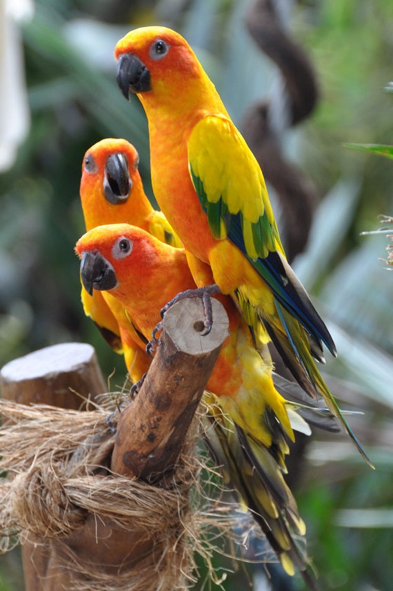 Sun Conure