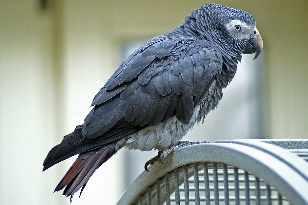 Timneh African Grey