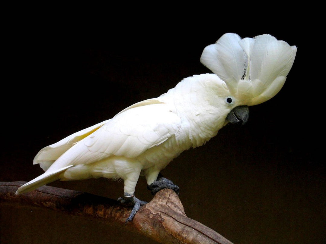 Umbrella Cockatoo