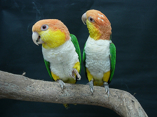 White-bellied Caique