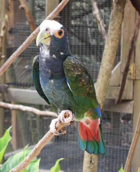 White-capped Pionus