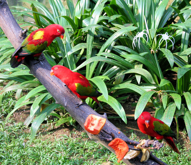 Yellow-backed Chattering Lory