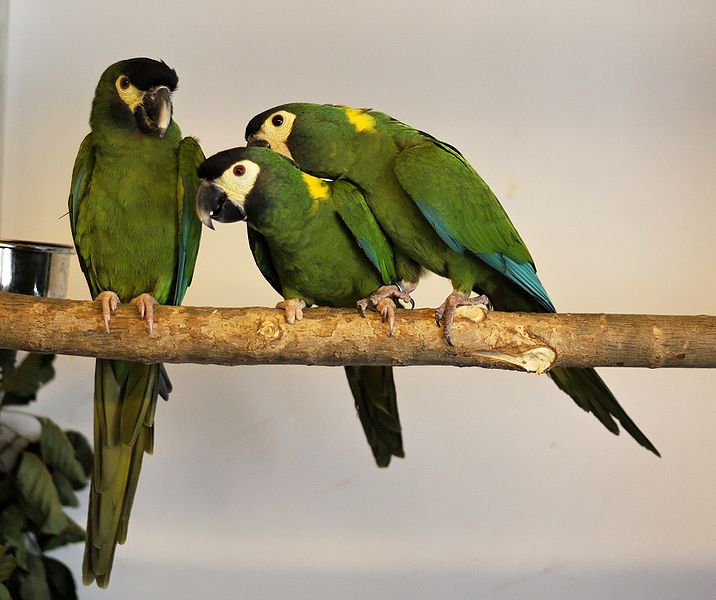Yellow-collared Macaw